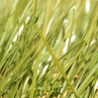 Artificial grass turf Cashmere fake synthetic close green olive brown thatching plastic lawn landscape grass products Artificial grass turf Cashmere fake synthetic close green olive brown thatching plastic lawn landscape grass products