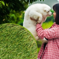 Pet Turf artificial grass for dogs synthetic fake girl white dog Pet Turf artificial grass for dogs synthetic fake girl white dog