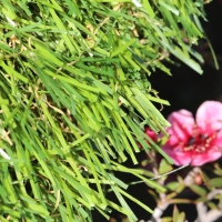 Sierra 70 oz artificial grass emerald green Sierra 70 oz artificial grass emerald green