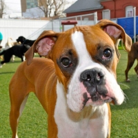 Artificial Grass for Dogs Pet Turf, dog on green grass. Artificial Grass for Dogs Pet Turf, dog on green grass.