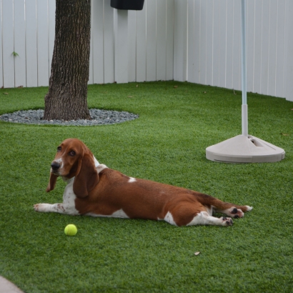 Grass Installation Belton, Texas Dog Hospital, Dog Kennels