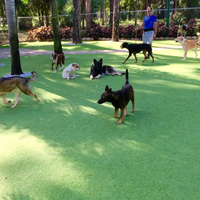 Lawn Services Buckholts, Texas Fake Grass For Dogs, Dogs
