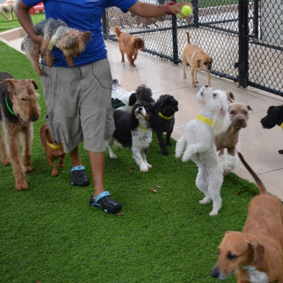 Lawn Services Harker Heights, Texas Dog Park, Grass for Dogs