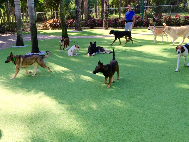 Lawn Services Buckholts, Texas Fake Grass For Dogs, Dogs